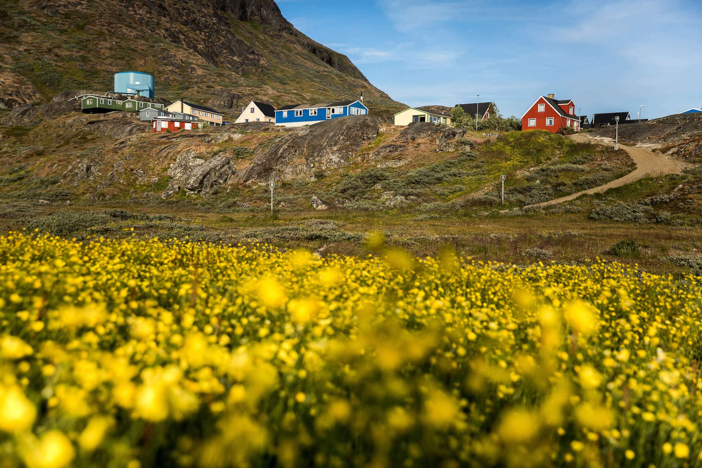 A field of flowers in Narsaq in South Greenland. Photo by Mads Pihl.