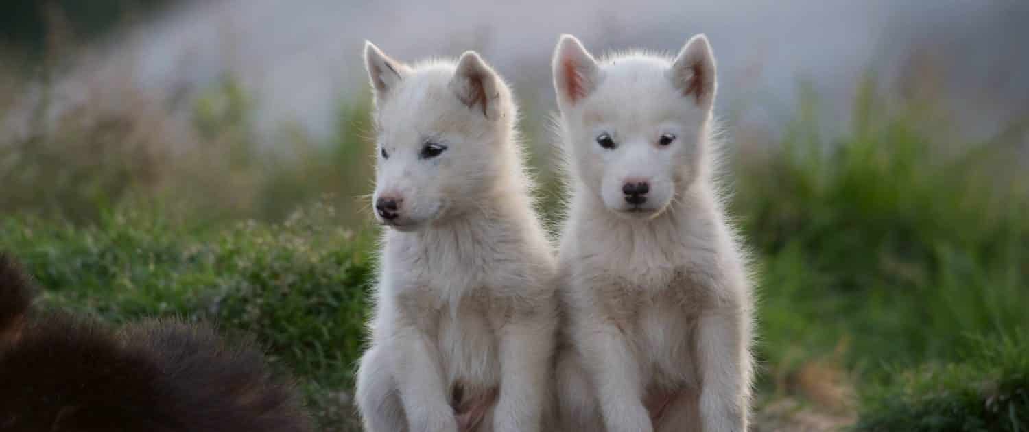 Two sled dog puppies in summer. Photo by David Buchmann.