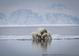 Three polar bears looking at something. By Martin Munck