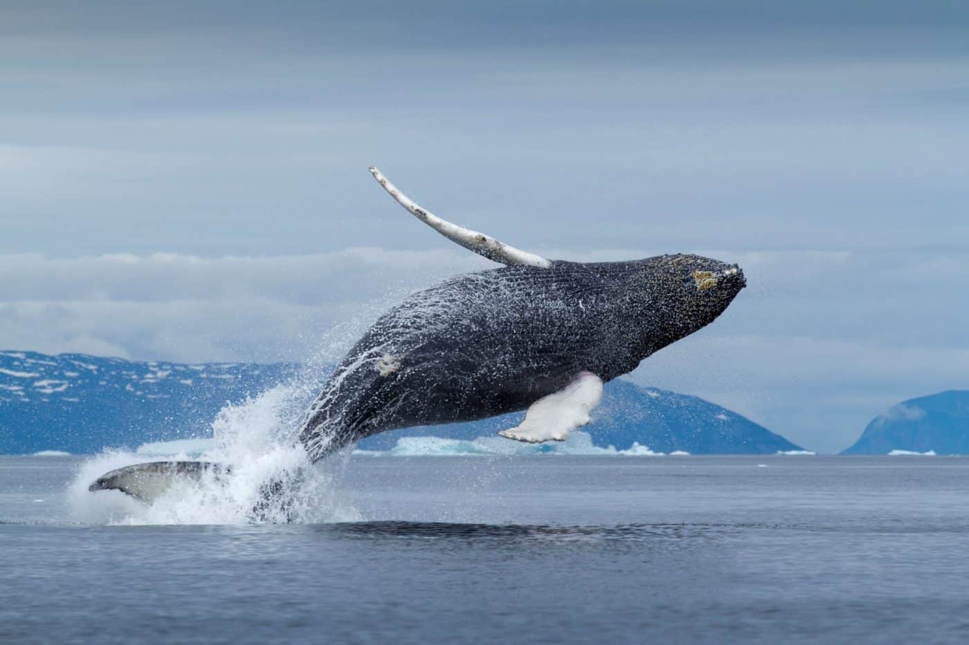 humpback-whale-1400x933.jpg