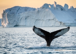 Tail fin of humpback in front of iceberg. Photo by Julie Skotte - Visit Greenland