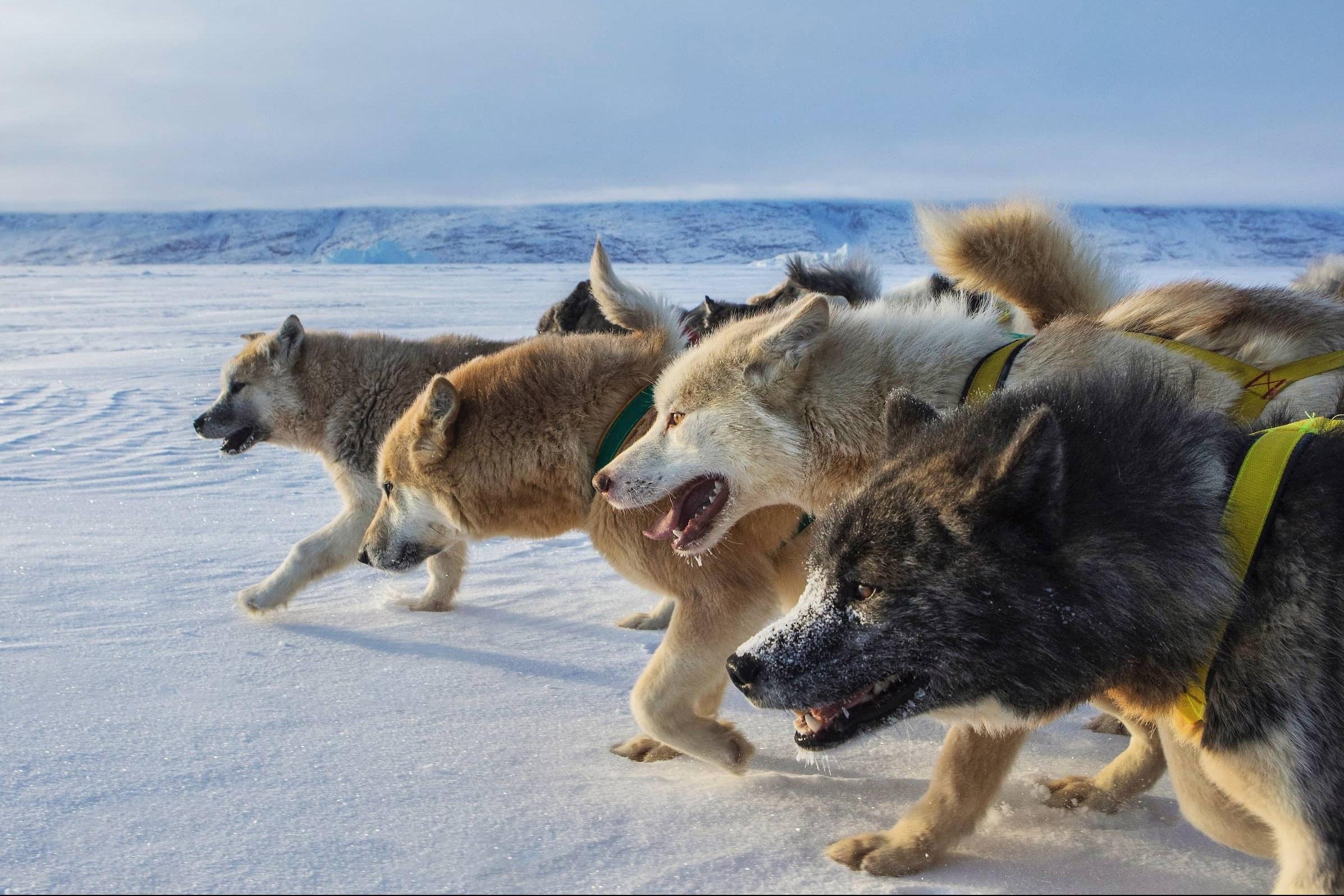 The front of the sled dog pack seen from the side. Photo by Trevor Traynor
