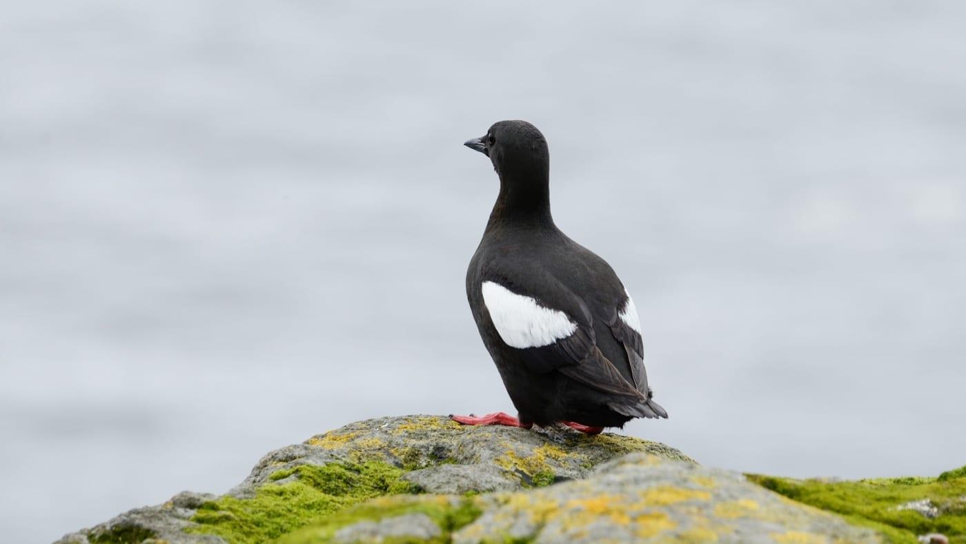 A Black Guillemot standing on the edge. Photo by Danjal Arge