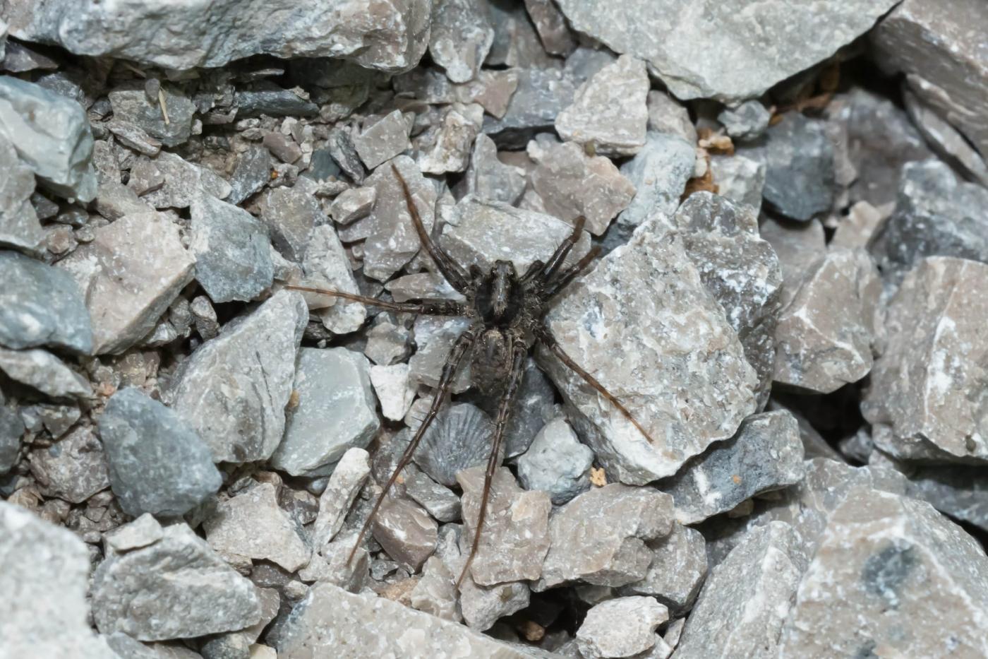 A Thin-legged Wolf Spider is resting on a gravel path. Photo by Paul Reeves Photography