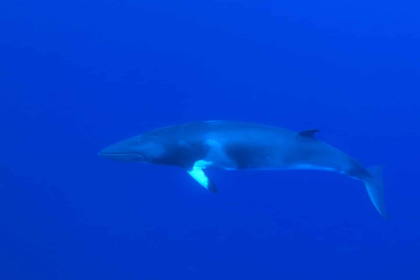Dwarf Minke Whale (Balaenoptera acutorostrata) underwater. Photo by aquapix
