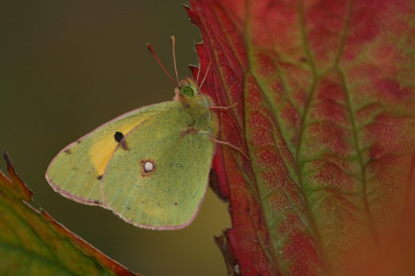 Northern Clouded Yellow. Photo by Dean Morley