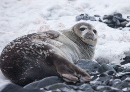 Seal on a rocky beach - Photo by Yuriy Rzhemovskiy