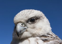 Gyrfalcon -EN, Kissaviarsuk -KAL, Jagtfalk -DA, Falco rusticolus -LAT. Photo by Carsten Egevang - Visit Greenland