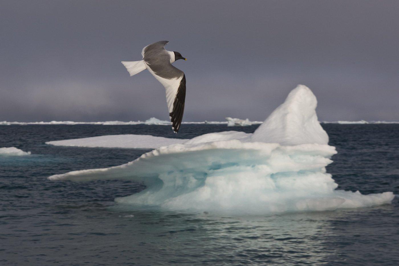 Sabine’s Gull -EN, Taateraarnaq -KAL, Sabinemåge -DA, Xema sabini -LAT. Photo by Carsten Egevang - Visit Greenland