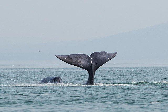 A bowhead whale is tail-slapping in the costal waters of western Sea of Okhotsk by Olga Shpak, Marine Mammal Council.