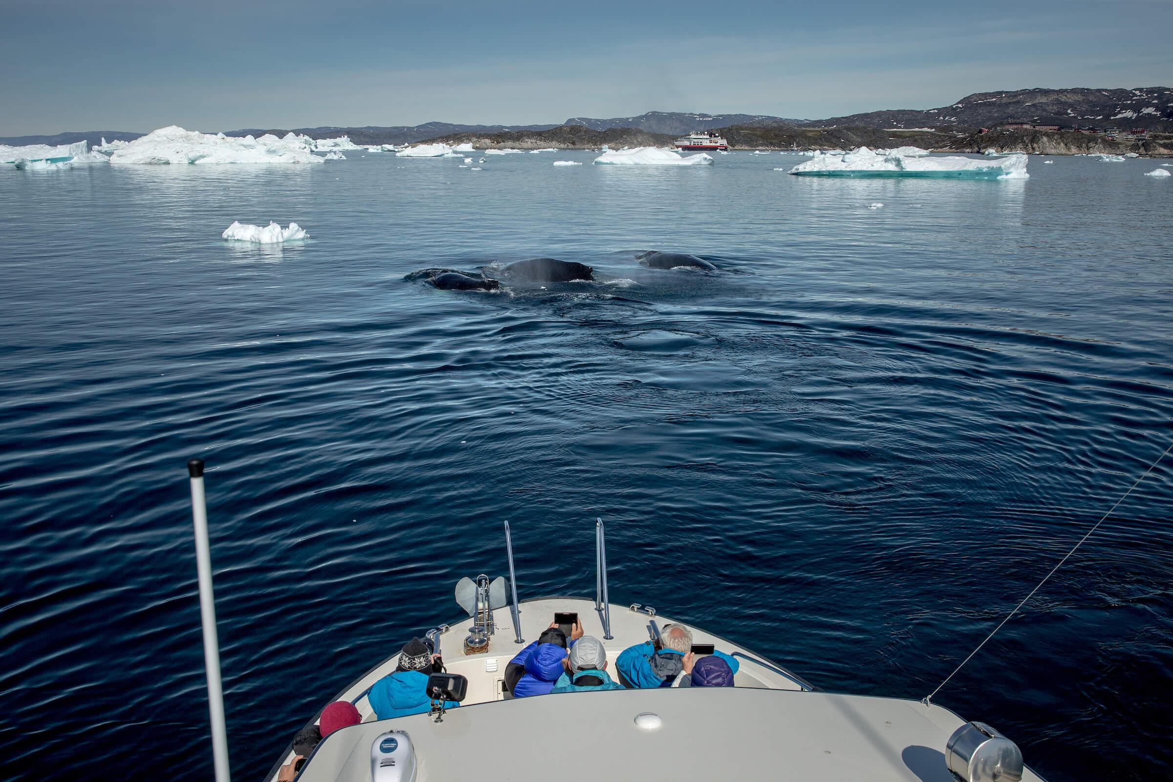 A whale safari near Ilulissat in Greenland. Photo by Mads Pihl - Visit Greenland