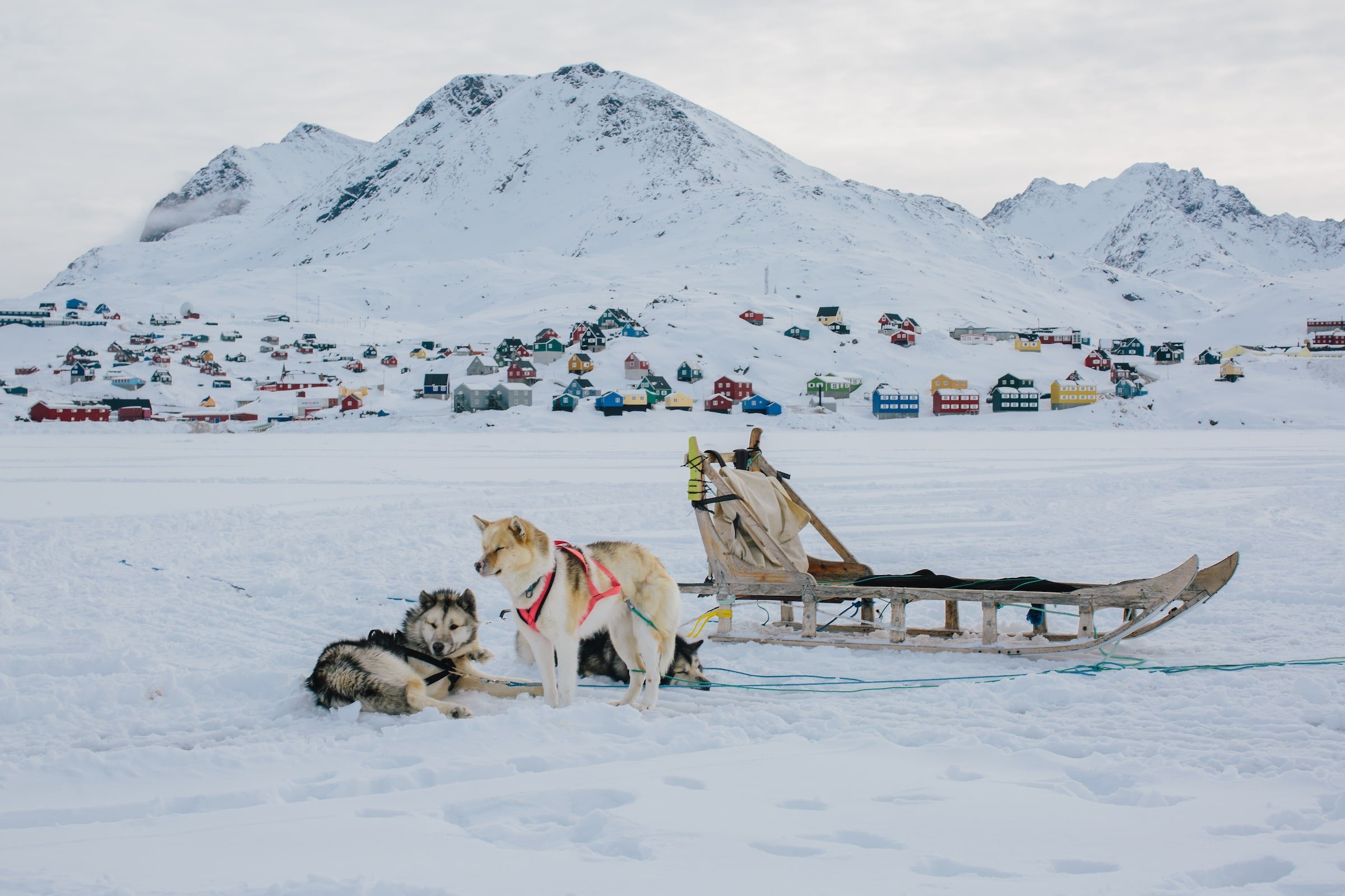 Sled dogs Taking a Break in Tasiilaq. Photo - Chiara Zonca, Visit Greenland