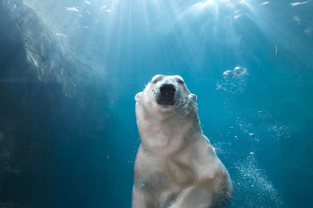 Polar bear at Copenhagen's zoo. Photo by Henrik Sørensen
