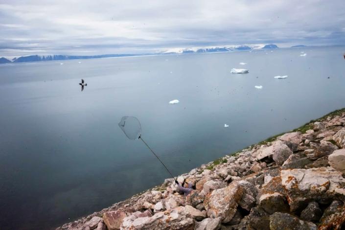 A hunter trying to catch a little auk with a net on stone hill near Siorapaluk. Photo by Insuk - Visit Greenland
