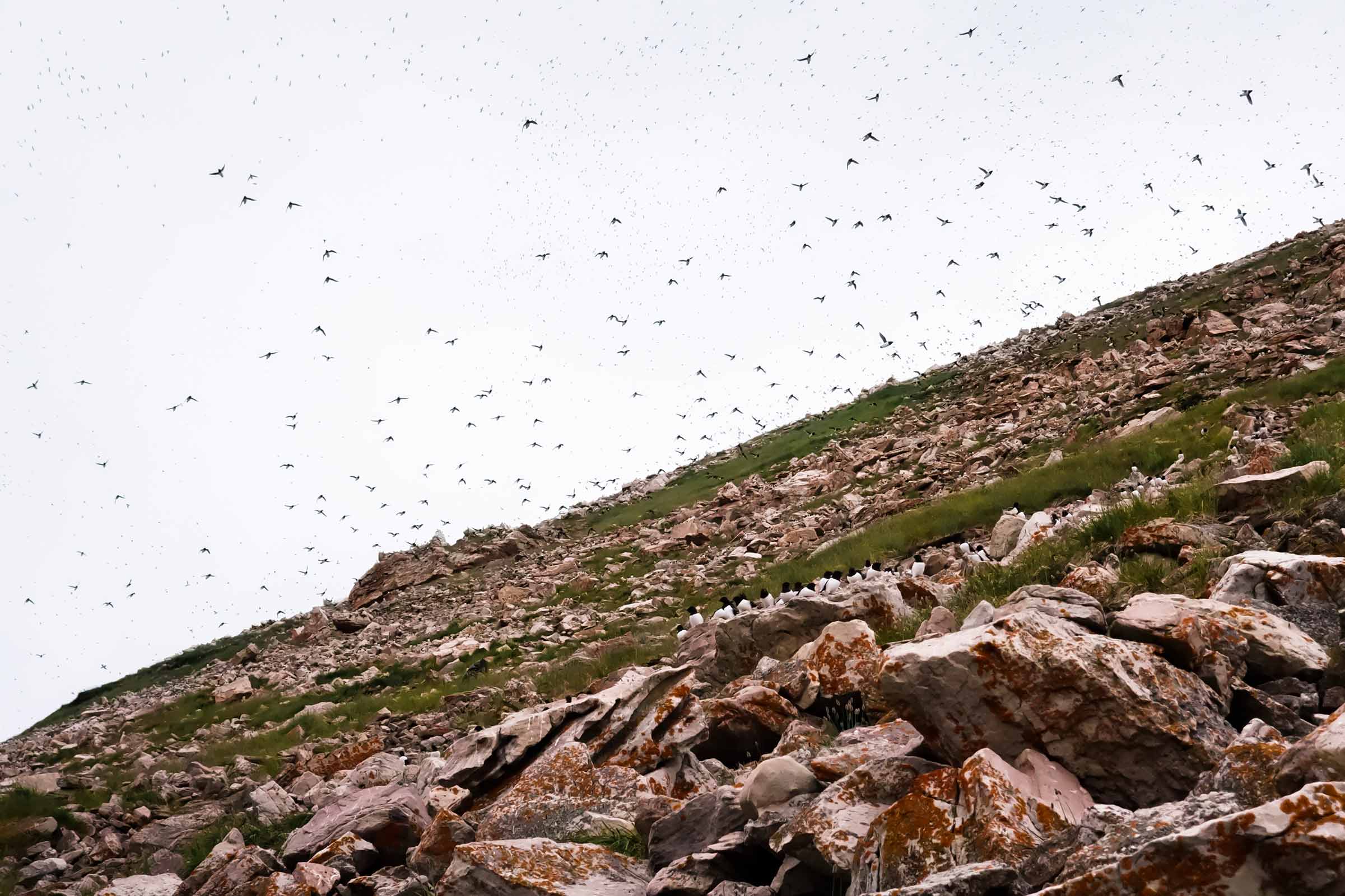Little auks' colony near Siorapaluk. Photo by Kim Insuk - Visit Greenland
