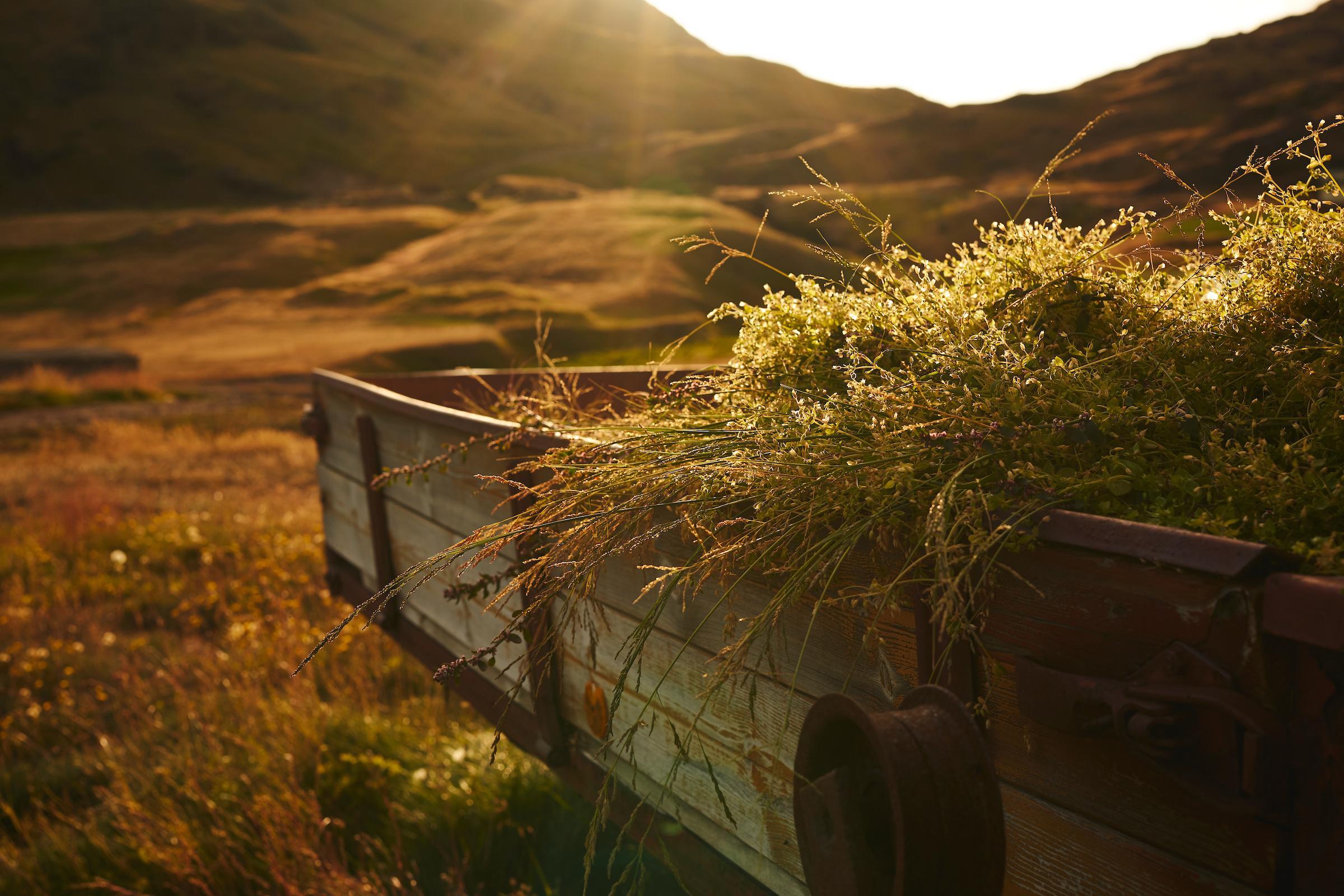 Grass. Photo by Peter Lindstrom - Visit Greenland