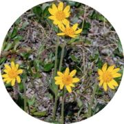Alpine Arnica from Jameson Land. Photo by Bo Normander