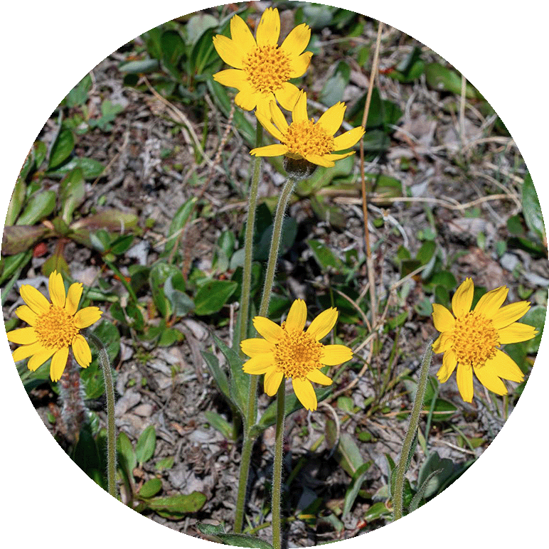 Alpine Arnica from Jameson Land. Photo by Bo Normander