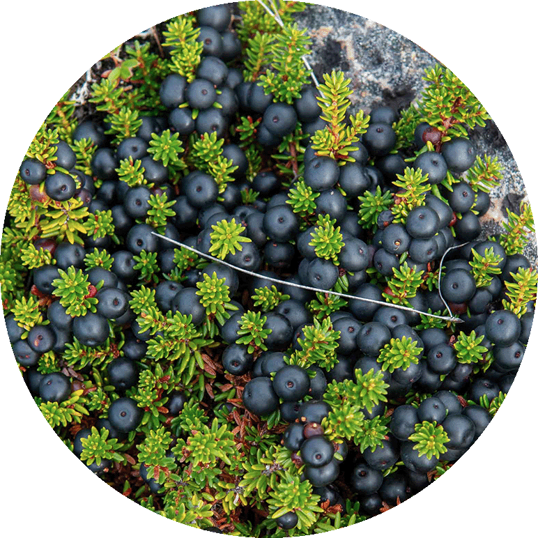 Black Crowberry. Photo by Bo Normander