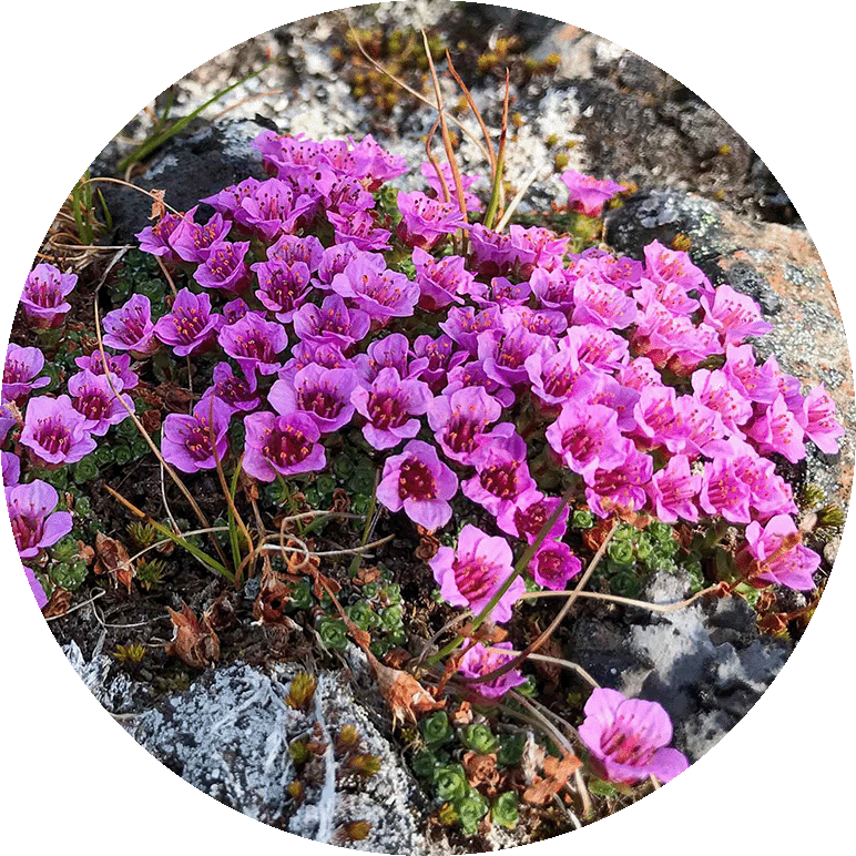 Purple Saxifrage. Photo by Bo Normander