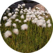 White Cottongrass. Photo by Bo Normander