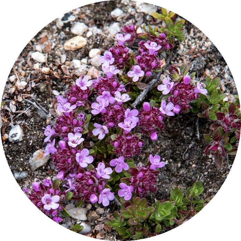 Wild Thyme. Photo by Bo Normander