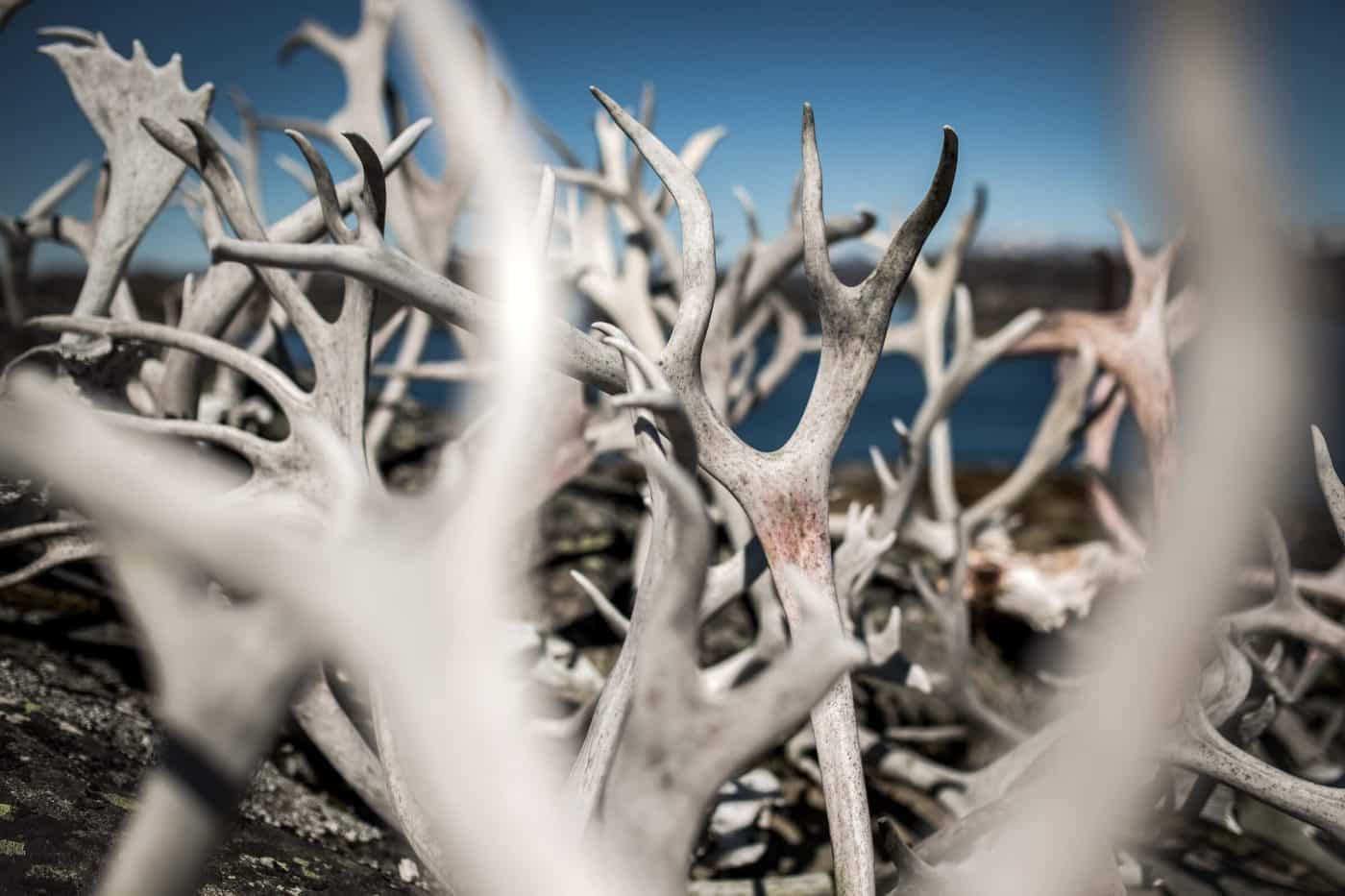 A collection of reindeer antlers outside a house in Qeqertarsuatsiaat south of Nuuk in Greenland. By Mads Pihl
