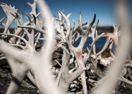 A collection of reindeer antlers outside a house in Qeqertarsuatsiaat south of Nuuk in Greenland. By Mads Pihl