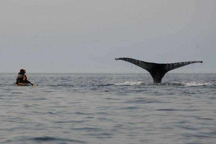A whale’s fin surfacing near Aasiaat. Photo by Hotel Aasiaat Seamen’s Home