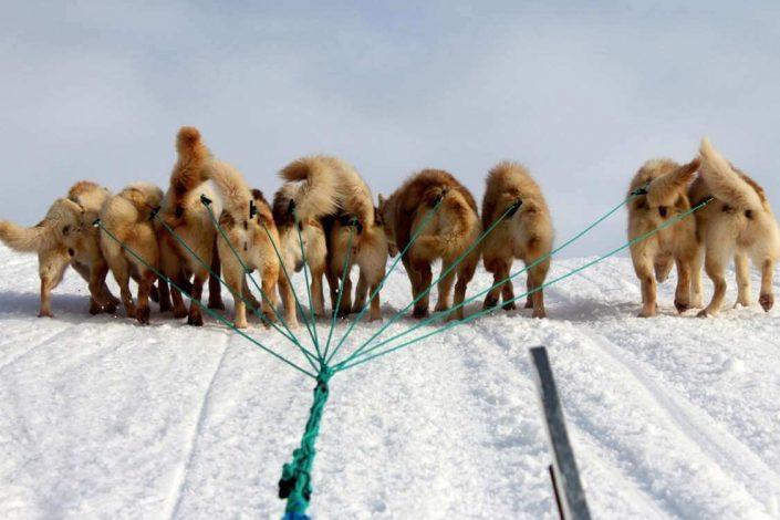Dogs pulling a sled on a tour around Aasiaat. Photo by Hotel Aasiaat Seamen’s Home