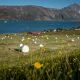 A field with straw bales at a farm in Qassiarsuk in South Greenland. Photo by Mads Pihl - Visit Greenland