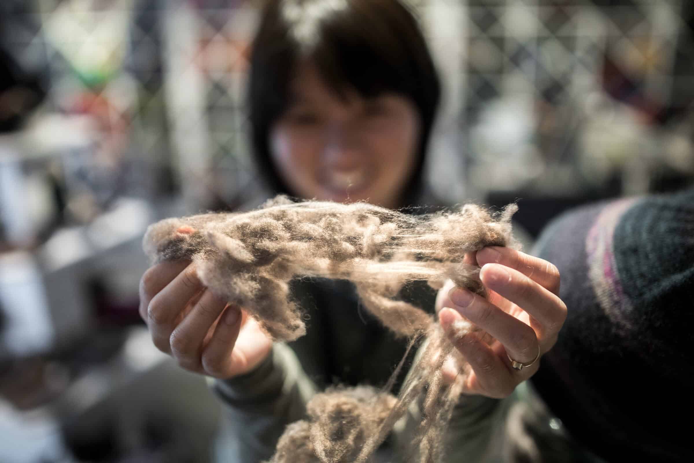 Raw musk ox wool on display in the Qiviut shop in Sisimiut in Greenland. By Mads Pihl