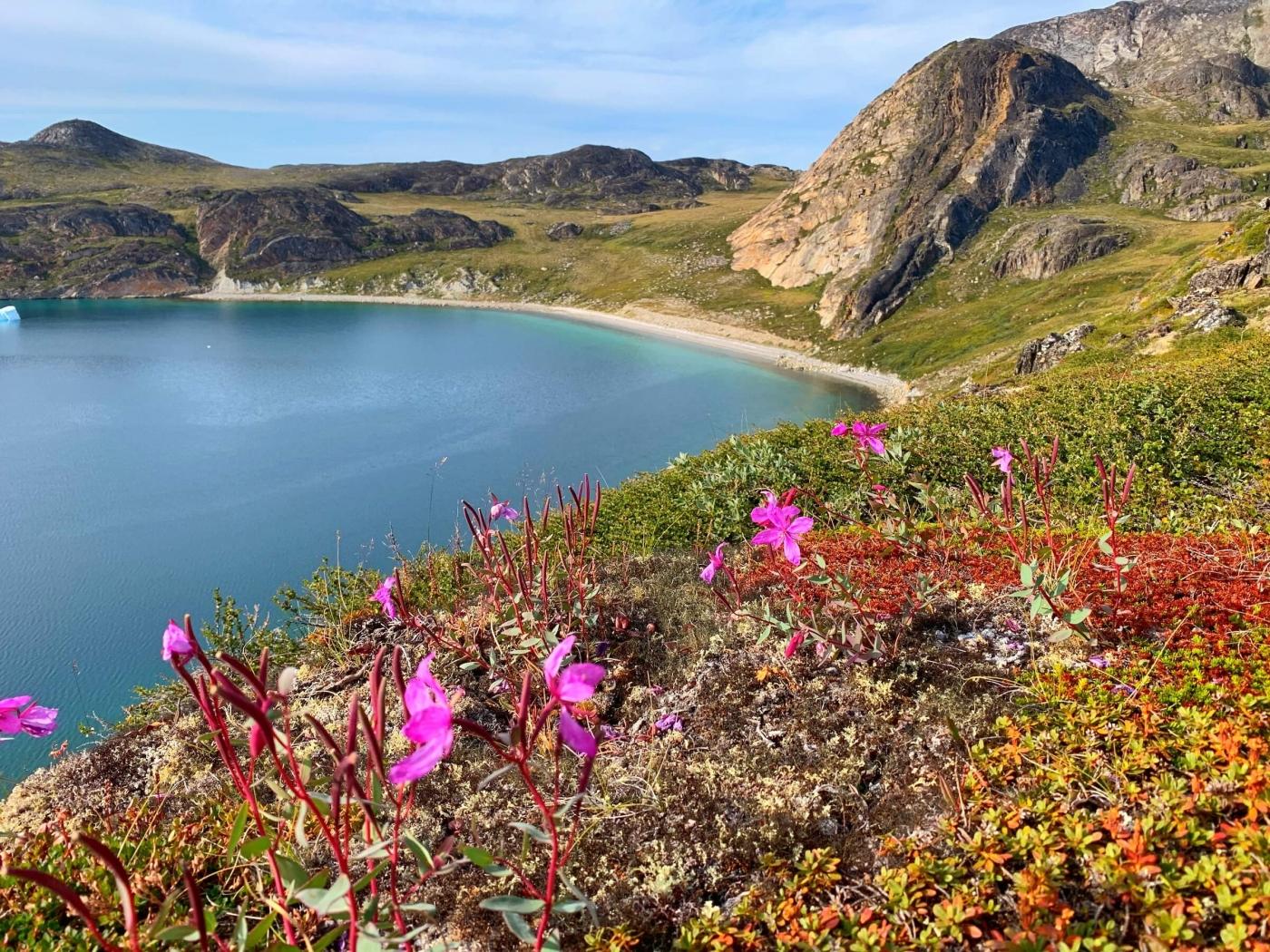 Blossoming flowers in Paradise bay. Photo by Espen Andersen, Visit Greenland
