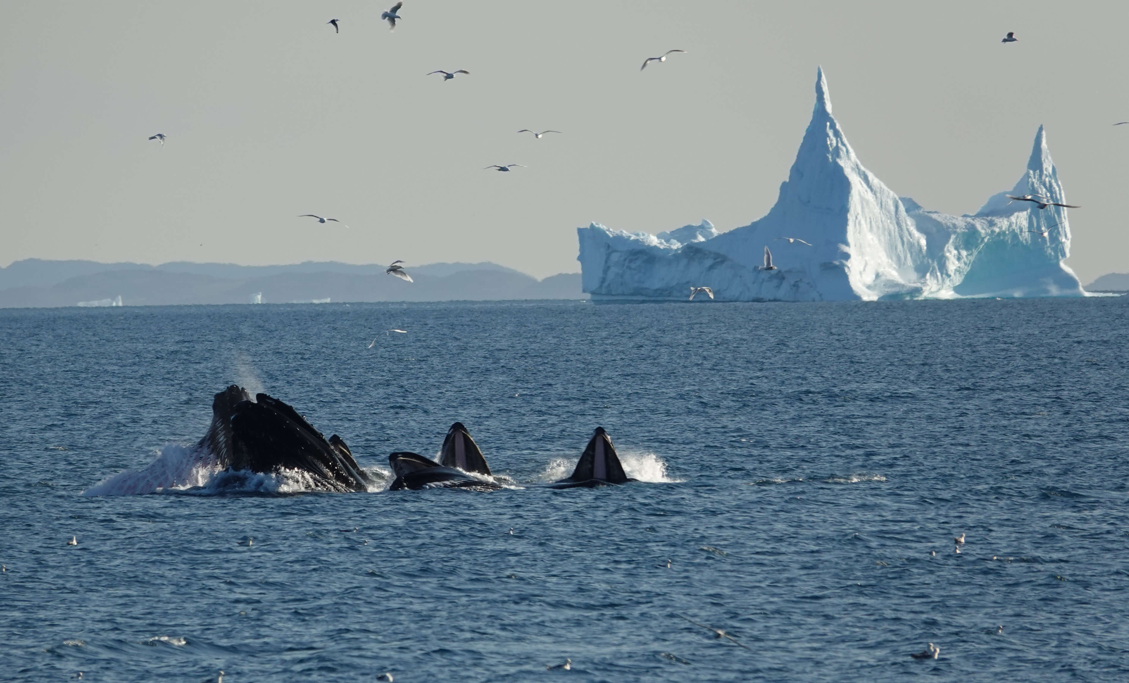 A group of whales swimming close to a large iceberg. Photo by Espen Andersen, Visit Greenland