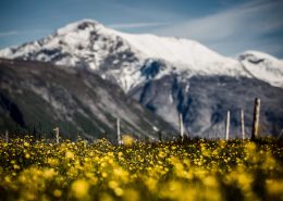 A field of flowers in front of snow capped mountain peaks in South Greenland. Photo by Mads Pihl.