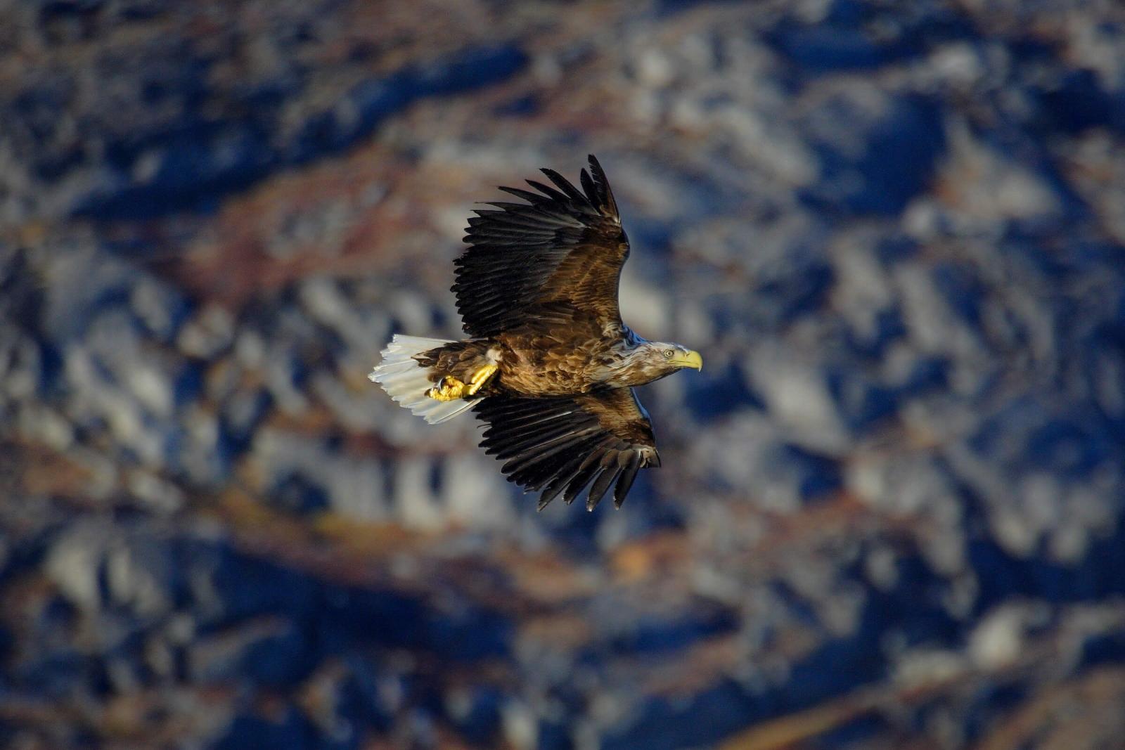 Sea eagle flying low. Photo by Aqqa Rosing Asvid.