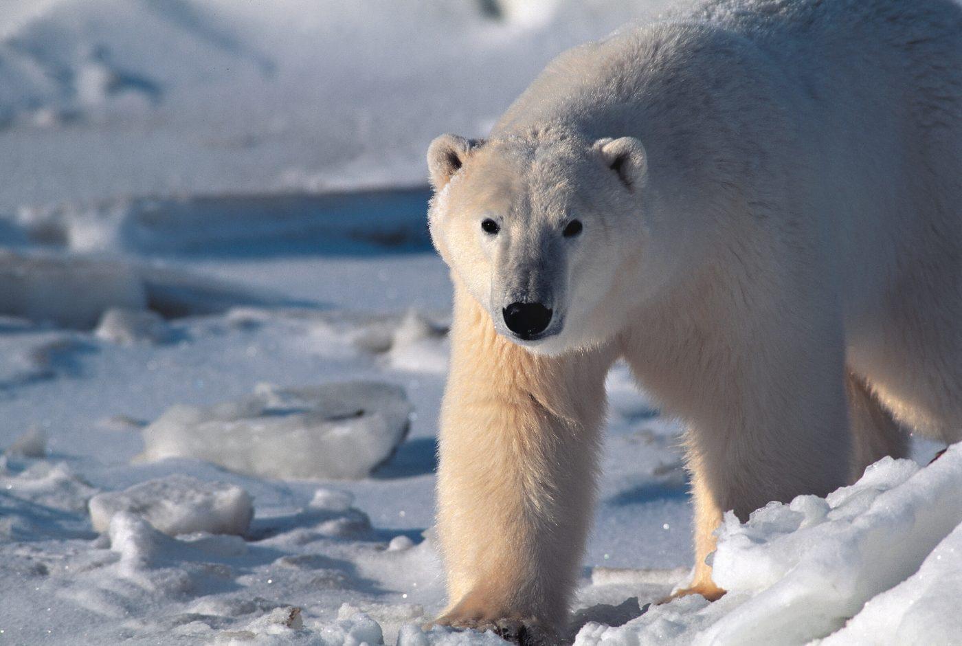 Polar bear walks on ice. Photo by Staffan Widstrand.
