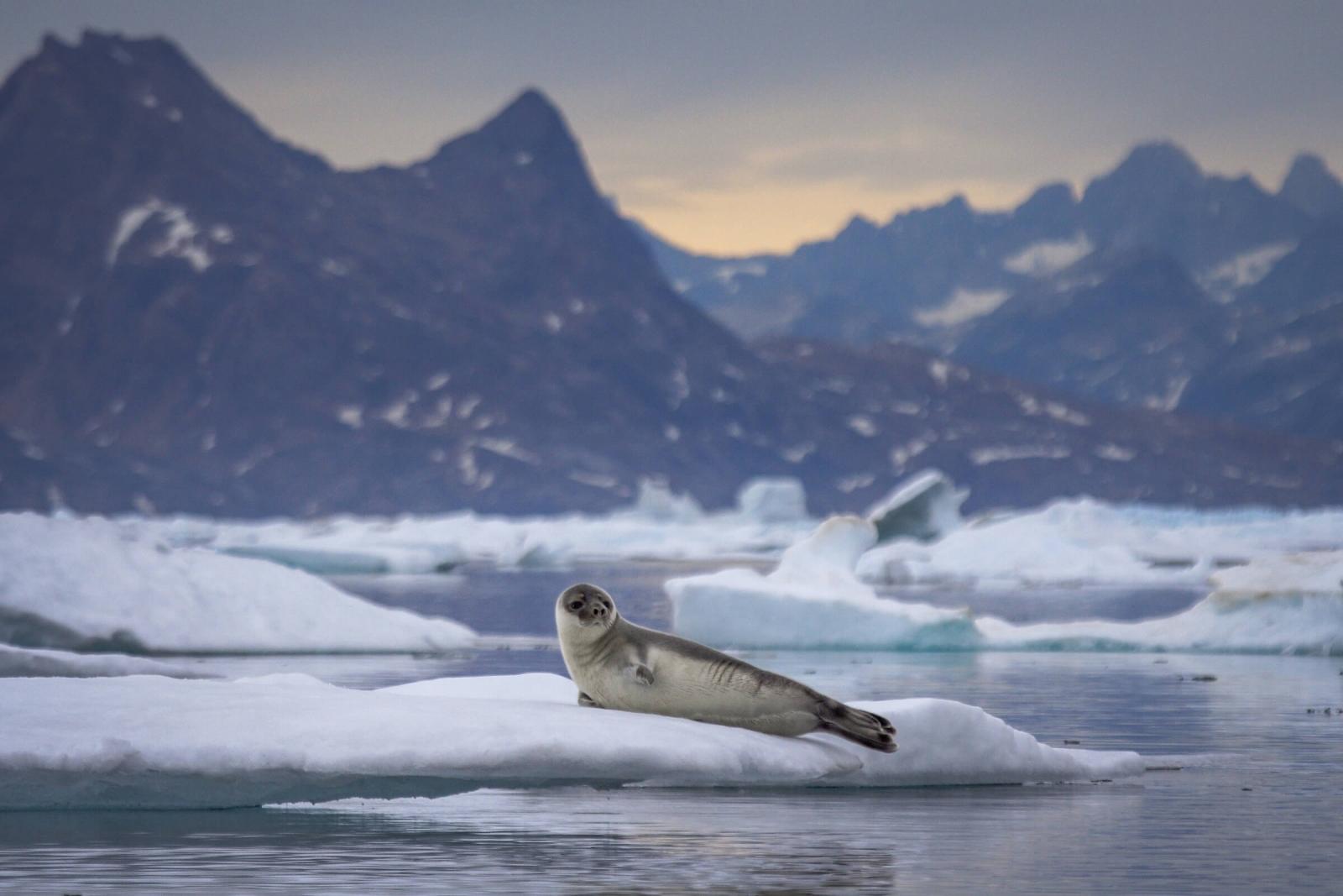 A hooded seal on an ice floe in East Greenland. Photo by Aqqa Rosing Asvid.