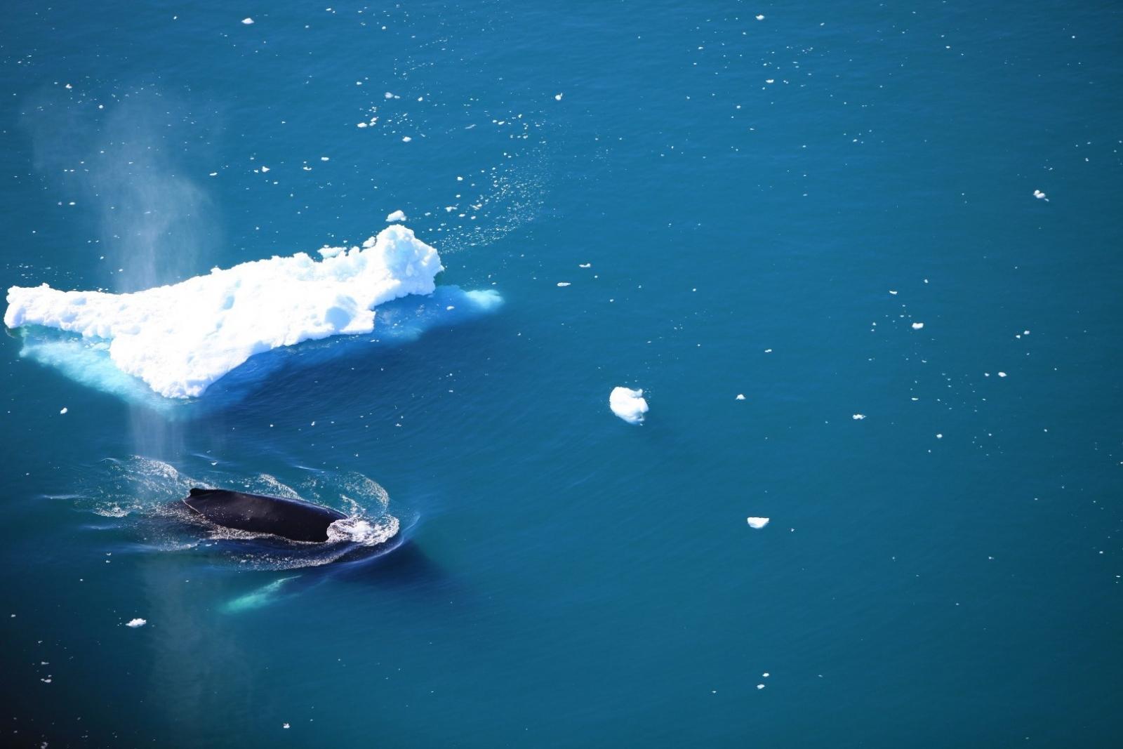 Whale near the iceberg. Photo by Anne Mette Christiansen