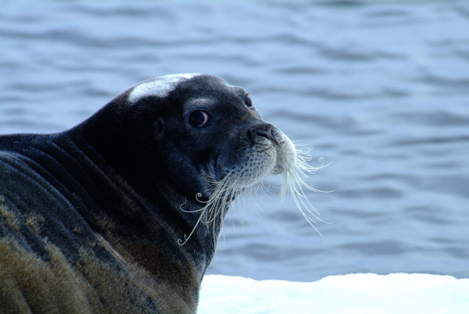 Harp Seal. Photo: Unattributed, Visit Greenland