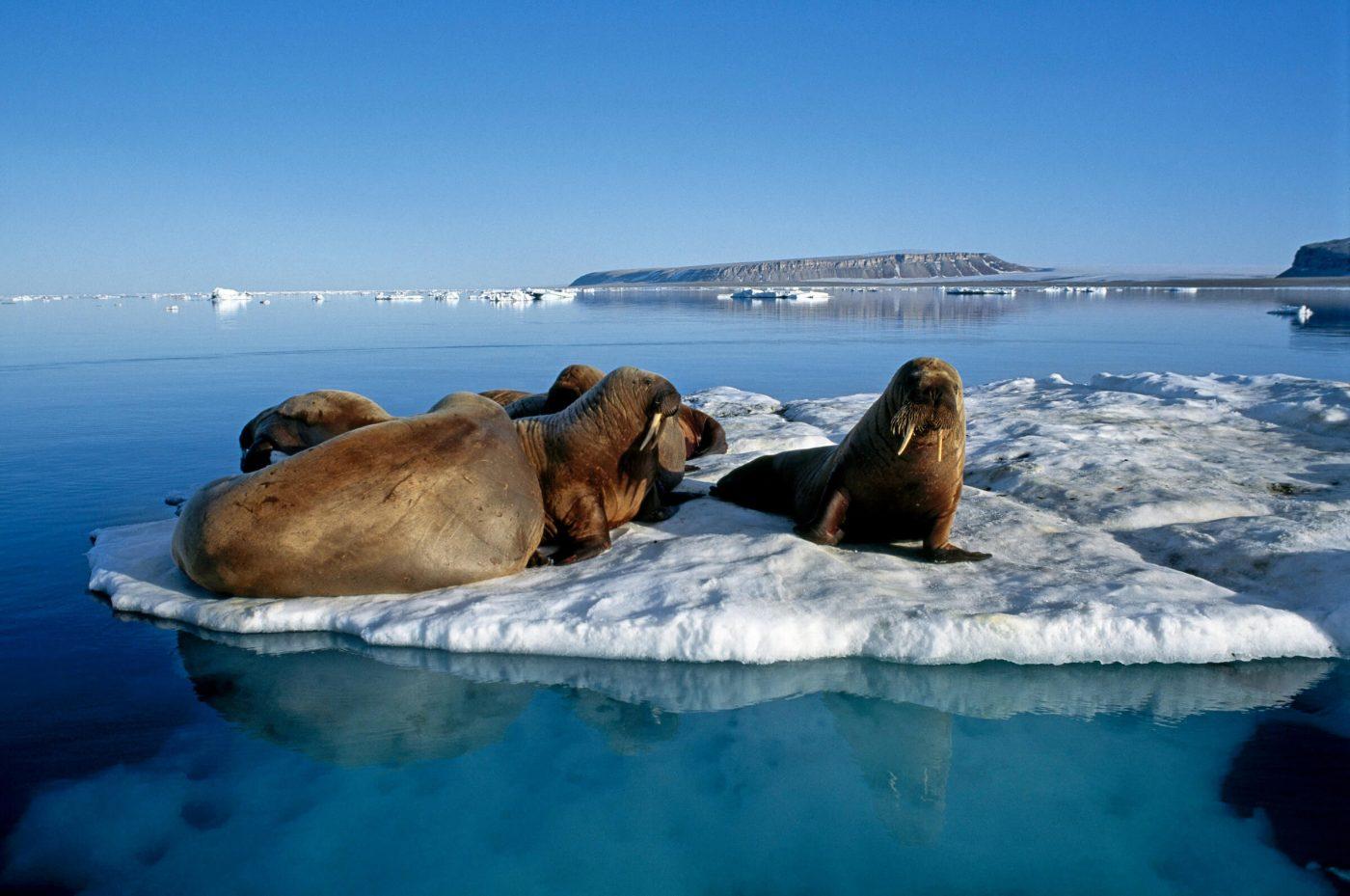 Walruses. Photo by Magnus Elander.