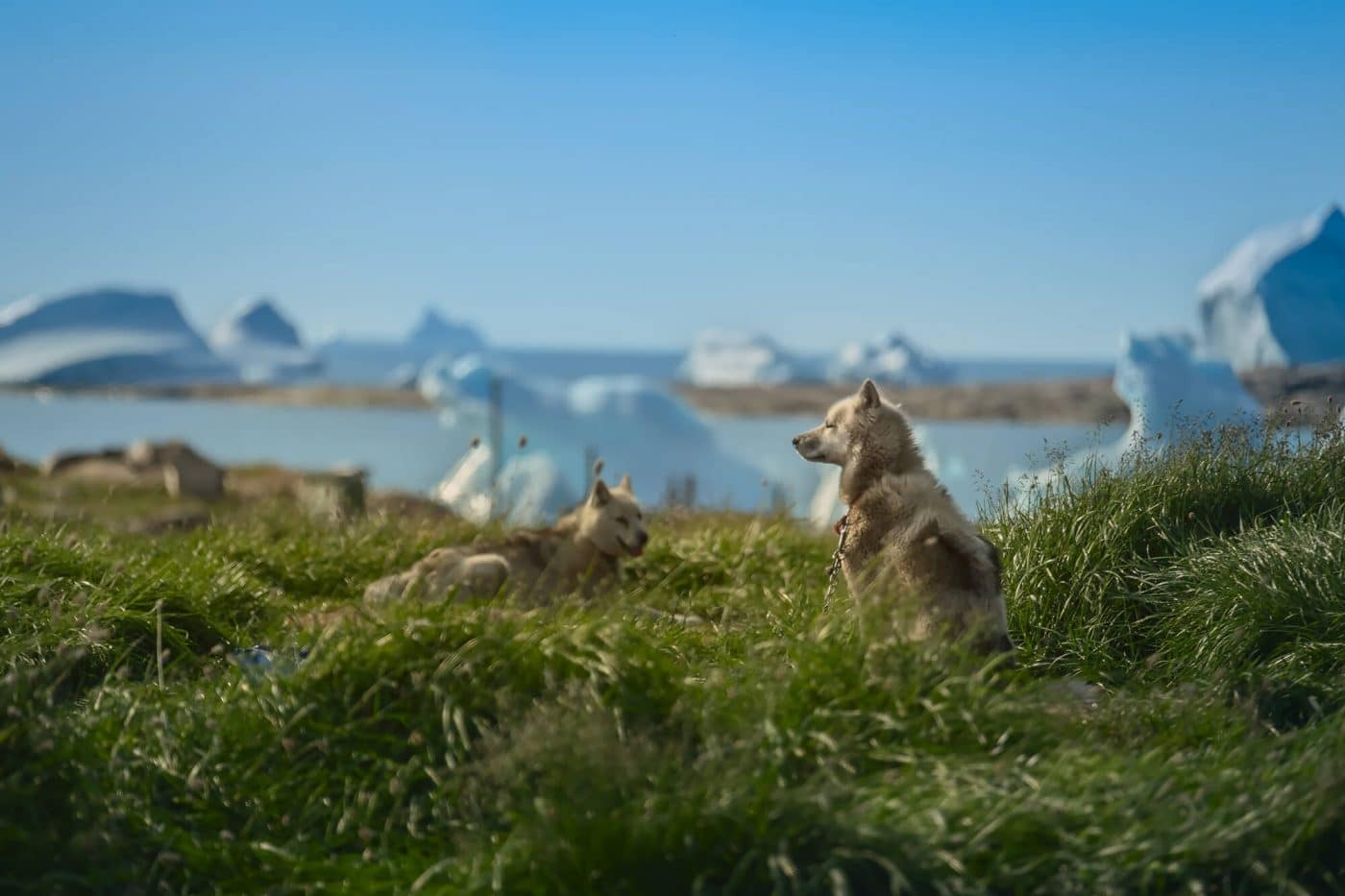 Greenland - Disko Island - Qeqertarsuaq - Greenland dog resting. Photo by Maria Sahai.