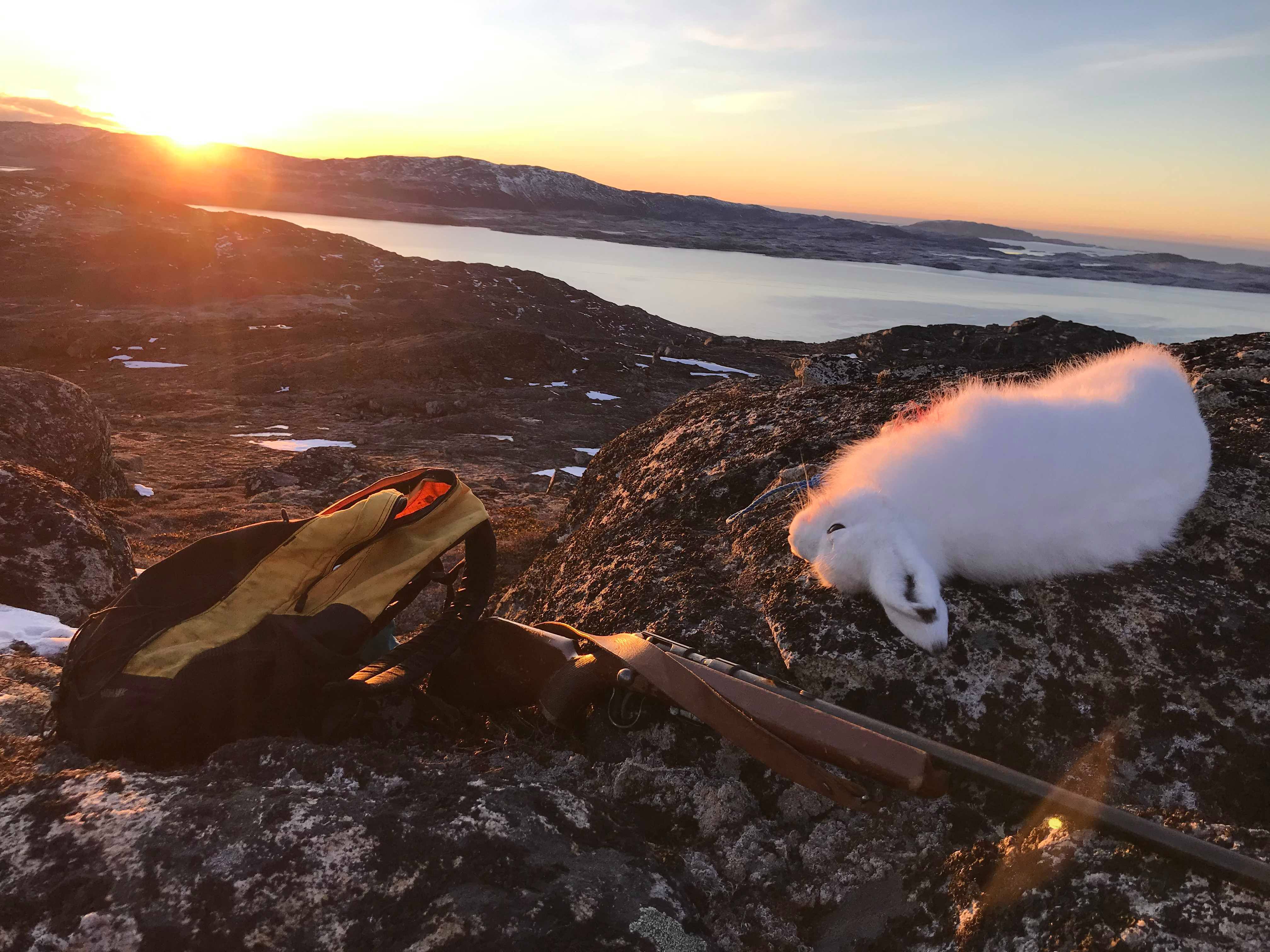 Landscape photo of arctic hare riffle and backpack with sunset. Visit Greenland
