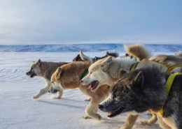 The front of the sled dog pack seen from the side