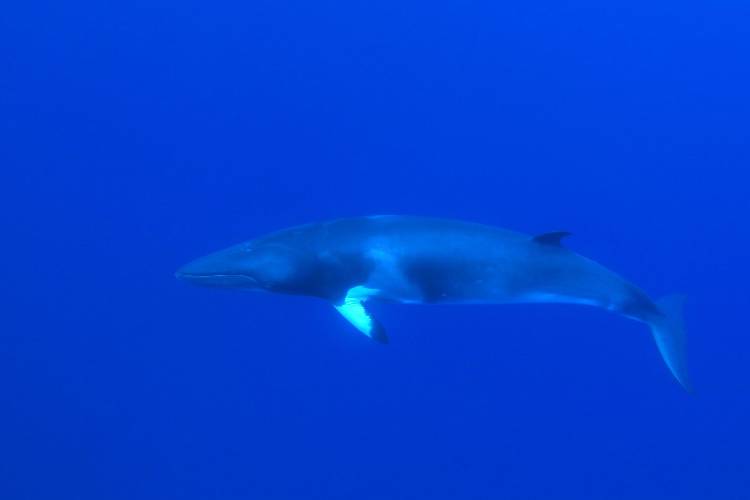 Dwarf Minke Whale (Balaenoptera acutorostrata) underwater_Photo by aquapix