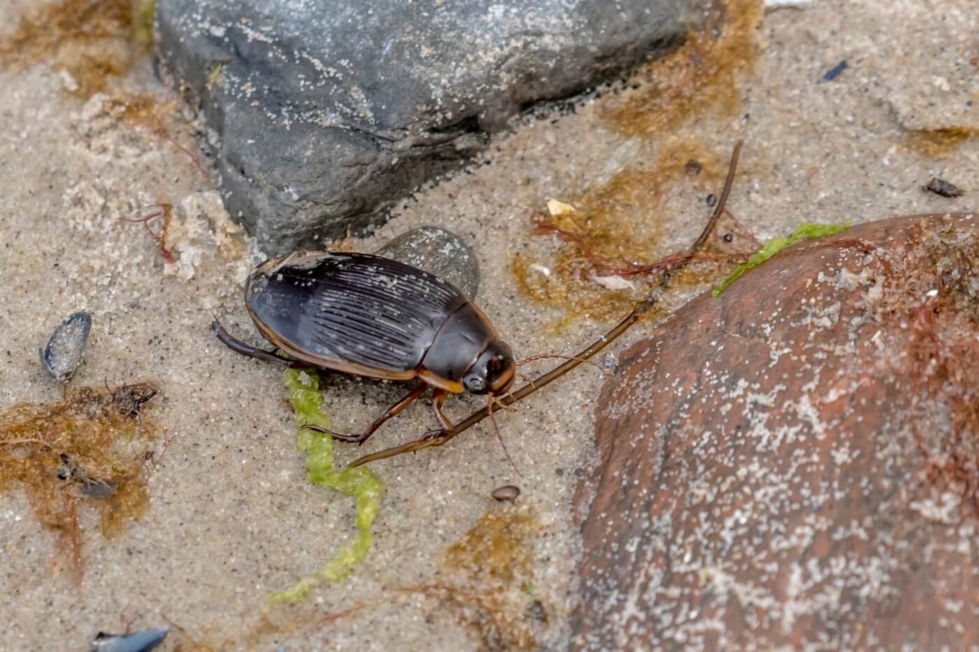 Large Diving Beetle crawls over stones. Photo by Janny