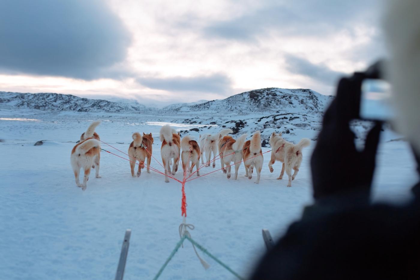 Tourist taking pictures from a dog sled near Ilulissat in Greenland. Photo by Rebecca Gustafsson - Visit Greenland