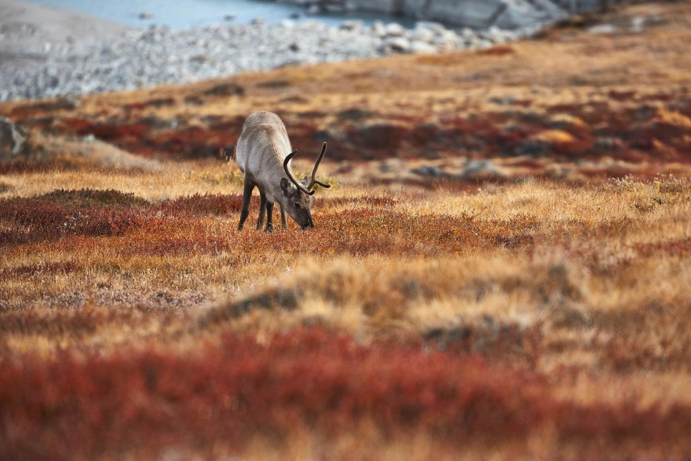 Reindeer. Photo by Peter Lindstrom - Visit Greenland