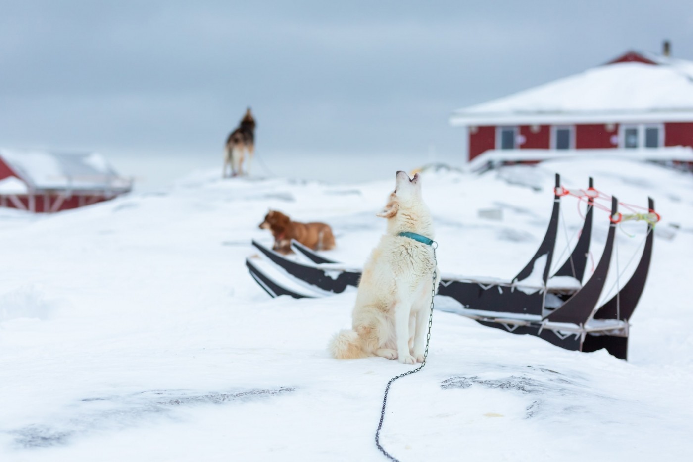 Howling Dog. Photo by Filip Gielda - Visit Greenland