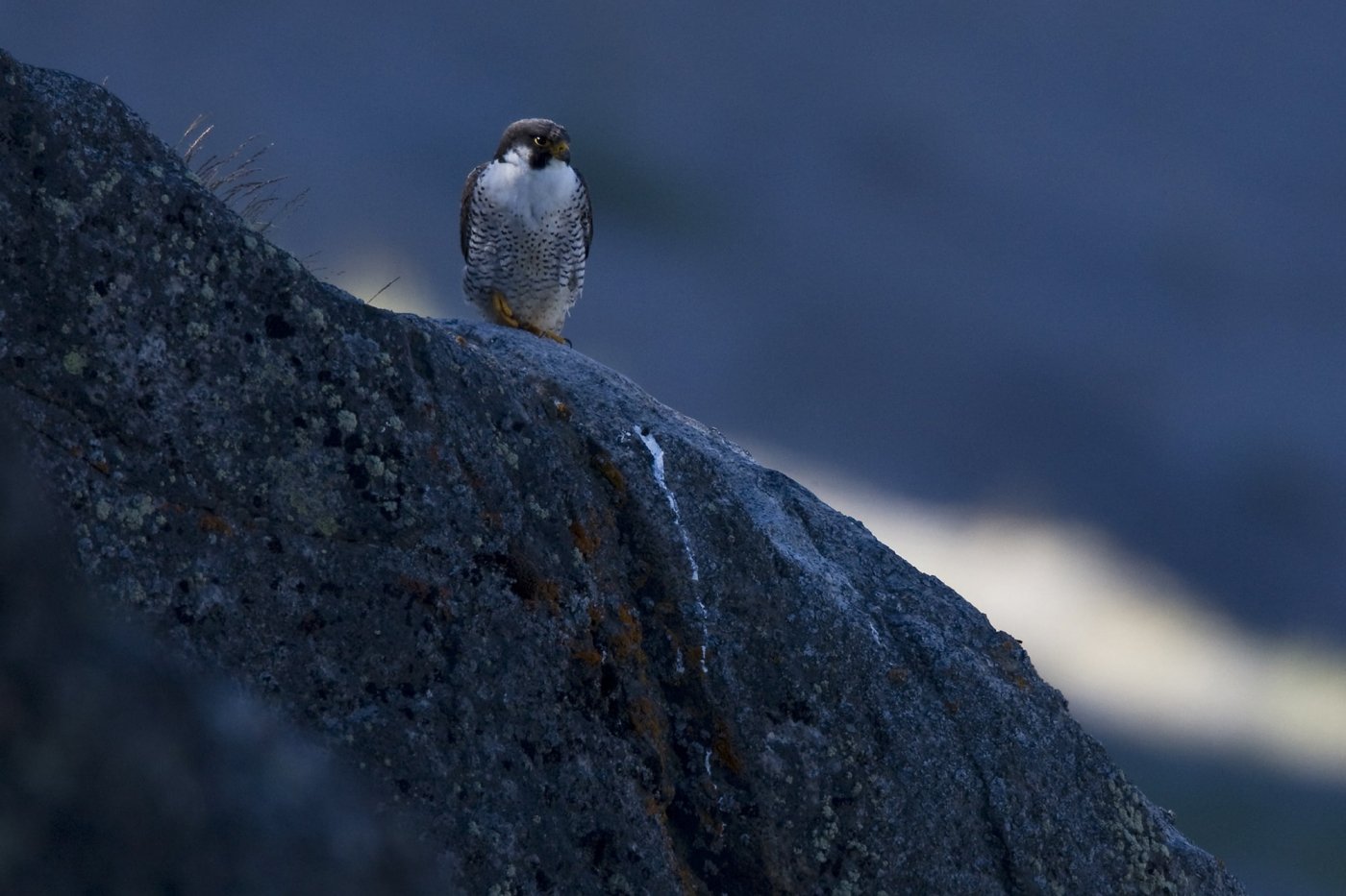 Peregrine Falcon -EN, Kiinnaaleeraq -KAL, Vandrefalk -DA, Falco peregrinus -LAT. Photo by Carsten Egevang - Visit Greenland